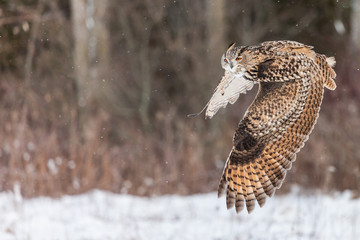 Colour landscape images of a Eurasian Eagle Owl photographed in flight and perched during winter in Canada.