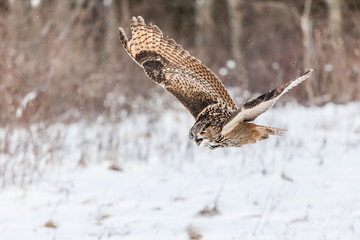 Colour landscape images of a Eurasian Eagle Owl photographed in flight and perched during winter in Canada.