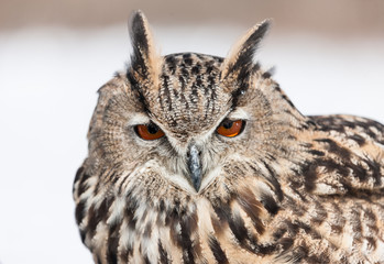 Colour landscape images of a Eurasian Eagle Owl photographed in flight and perched during winter in Canada.