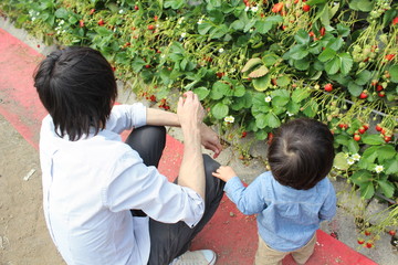 子どもといちご狩り