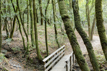 Naklejka premium Footbridge in California Bay Laurel Forest. Creek Trail, Hidden Villa, Los Altos, Santa Clara County, California, USA.