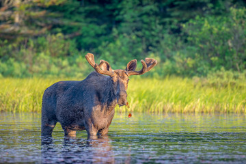 A large majestic bull moose with soft antlers standing in the shallow clam water at the edge of a...