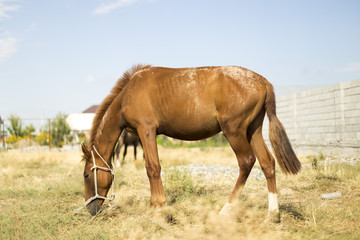 Obraz premium The horse walks in the courtyard and eats the grass