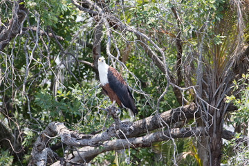 african bird looking for food