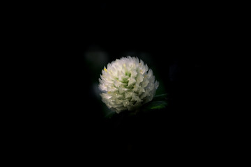 Tokyo,Japan-September 2, 2018: Globe Amaranth on black background