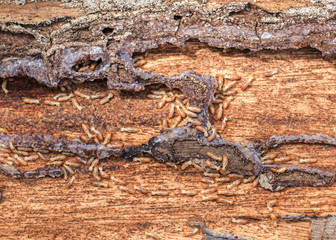 Close up termites on wood