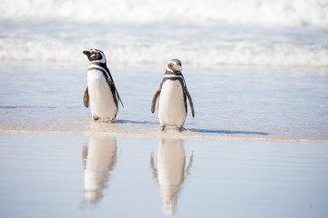 penguin in the arctic