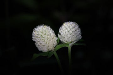 Globe Amaranth on black background