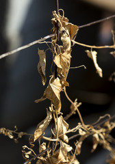 Creeping grass on an iron fence