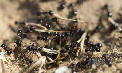 Black ants on the ground