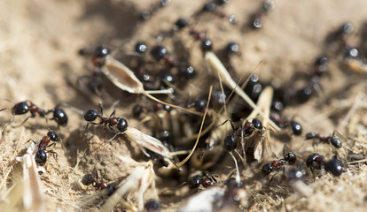 Black ants on the ground
