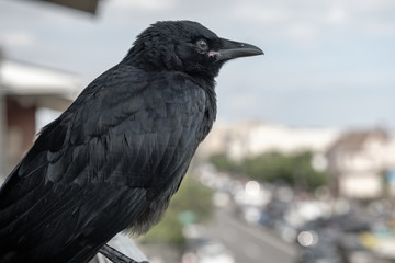 Crow on Urban Balcony