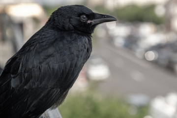Crow on Urban Balcony
