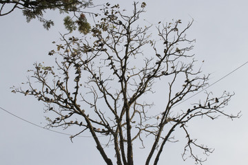 LA NATURALEZA DE LAS PALOMAS EN LA COMODIDAD DE UN ÁRBOL 