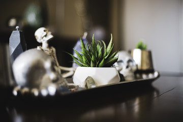 succulents on coffee table