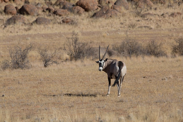 antelope in the savanna in africa