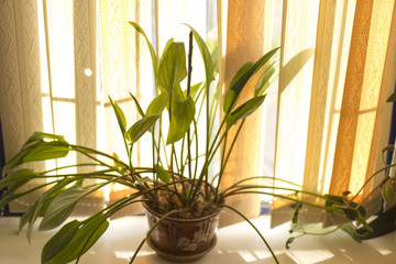 flower of a house in a pot stands on a window during sunset
