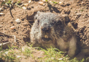 Young Groundhog (Marmota Monax) closeup in vintage setting