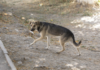 an abandoned dog walks down the street