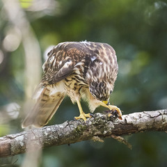 Broad Wing Hawk vs Wasp