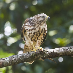 Broad Wing Hawk vs Wasp
