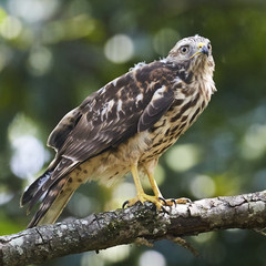 Broad Wing Hawk vs Wasp