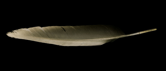 bird feathers on a black background © donikz