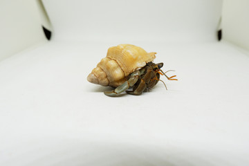 Hermit crab isolated on white background, Land hermit crab.