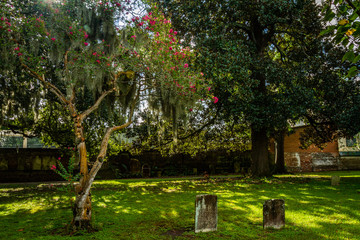 daytime cemetery view