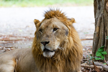 Closeup - Head male Lion in zoo at Asia Thailand 