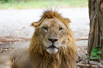 Fototapeta premium Closeup - Head male Lion in zoo at Asia Thailand 