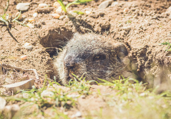 Young Groundhog (Marmota Monax) closeup in vintage setting