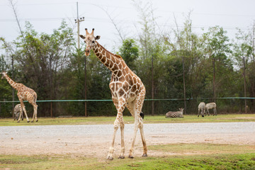 A giraffe walks with tree background, Asia Bangkok of Thailand.