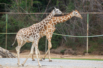 Naklejka na ściany i meble A giraffe walks with tree background, Asia Bangkok of Thailand.