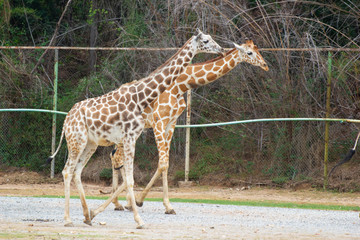 A giraffe walks with tree background, Asia Bangkok of Thailand.