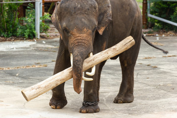Thai Elephants lifting Large timber, Elephant show Bangkok Thailand