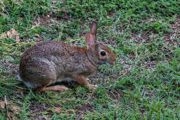 Naklejka na ściany i meble Eastern Cottontail Rabbit In Yard
