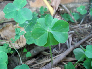 five leaves clover 