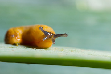 Tiny baby slug crawling on a green leaf. Spanish slug, Arion vulgaris. Macro shot.