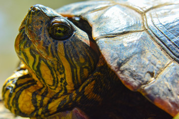Fototapeta premium turtle on the lake