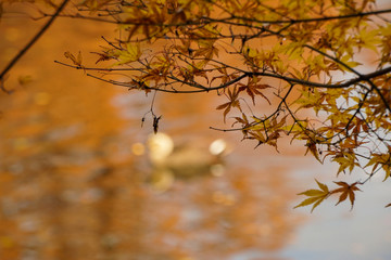 Dead leaves and moats  枯葉とお堀　富山県高岡市　高岡古城公園