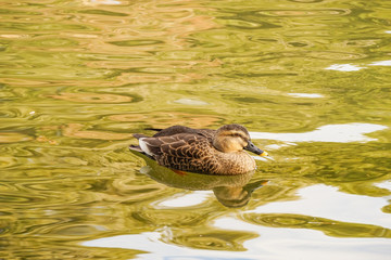 A duck swimming on autumn colored water.  秋色の水辺で泳ぐカルガモ　富山県高岡市　高岡古城公園
