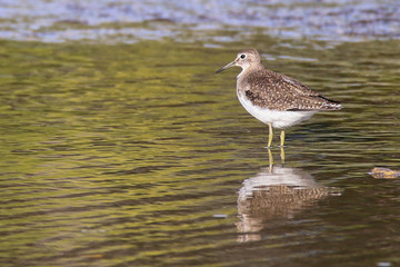 Reflection Of An Upland Sandpiper