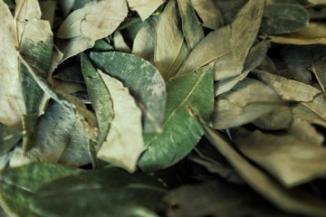 sorting dried coca leafs in a small woven basket