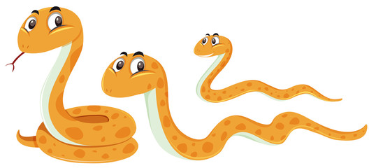 A set of snake on white background