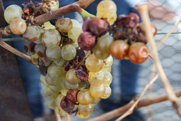 Uvas congeladas
