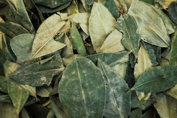 sorting dried coca leafs in a small woven basket