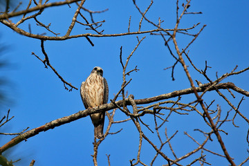 Juvenile Mississippi Kite