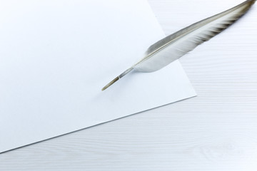 bird feathers and white paper on the table