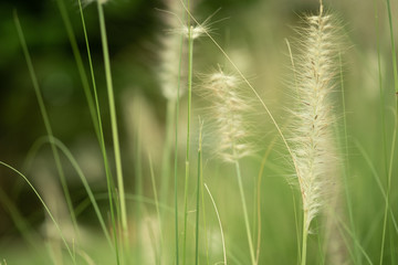 Summer background, Flowers grass blurred bokeh background